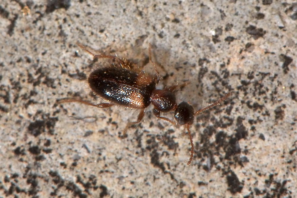 Anthicidae: Hirticomus hispidus